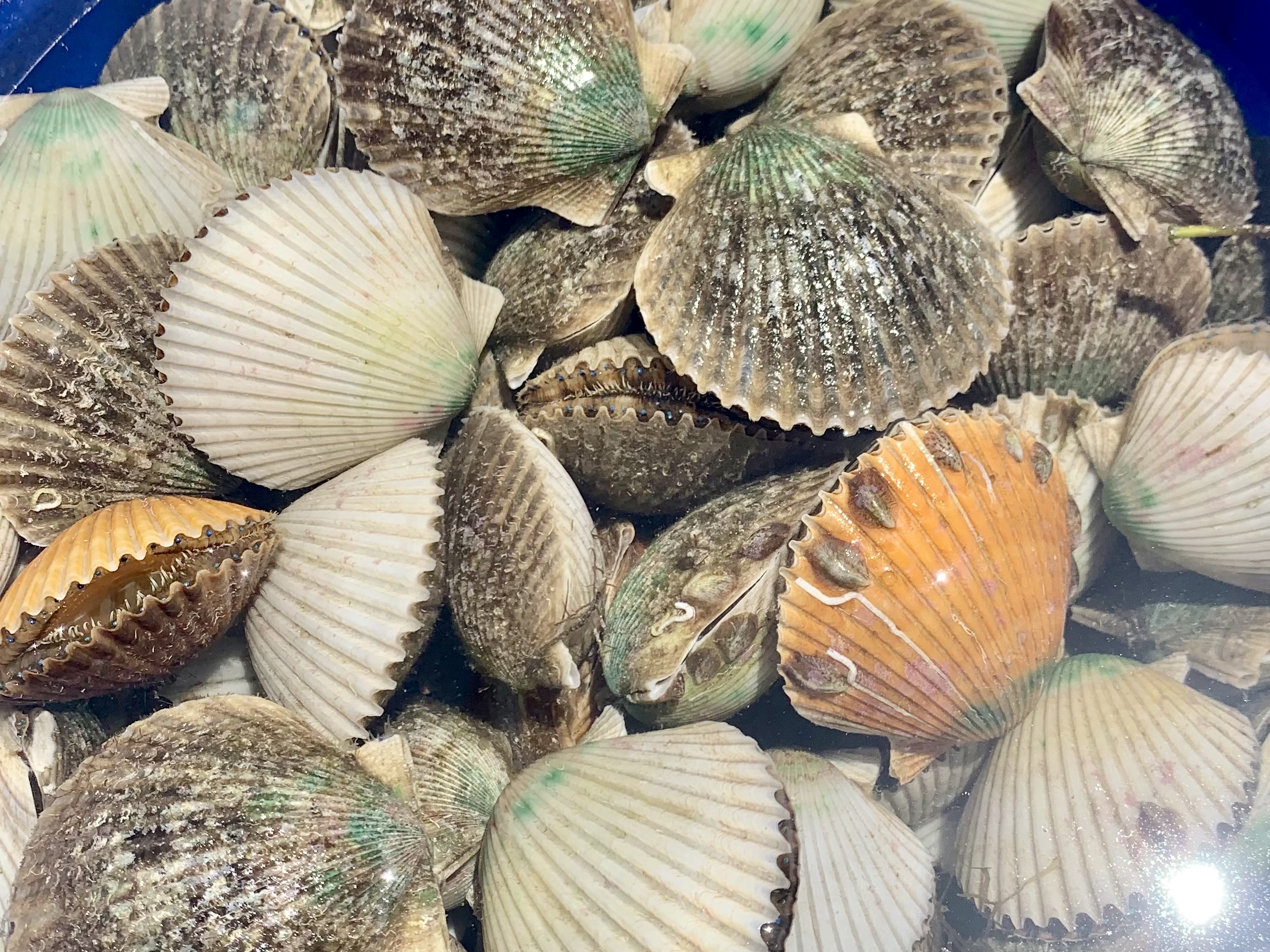 Florida Scalloping Guide: Pasco Scallop Season Extended » Adventure ...